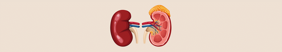 Creatinine Clearance Calculator
